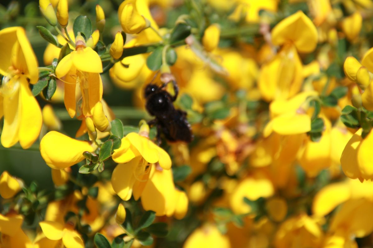 Biene labt sich an den Blüten des Ginster